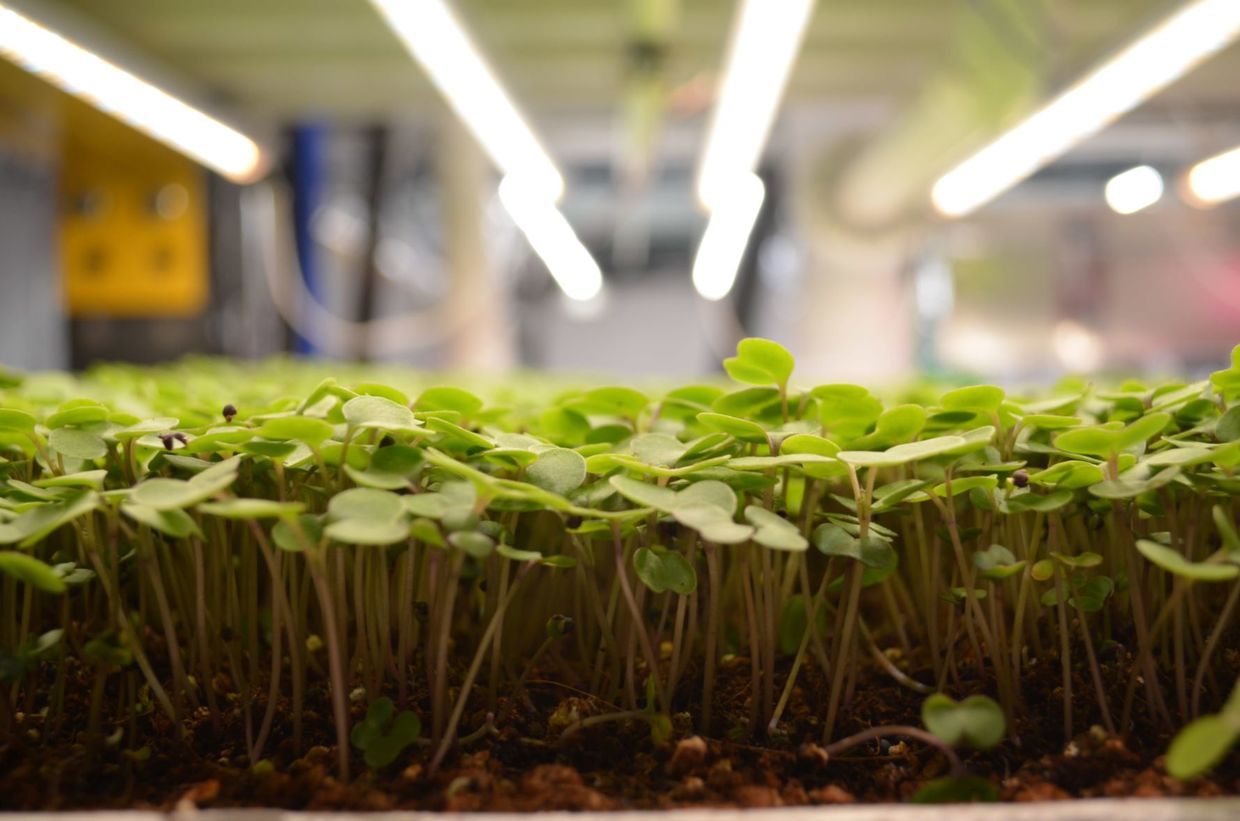 Upwards Farm's microgreens. Upwards Farm's microgreens.
