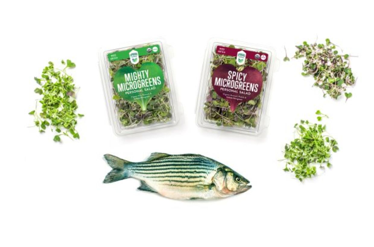 Microgreens and fish are sold locally. Microgreens and fish are sold locally.