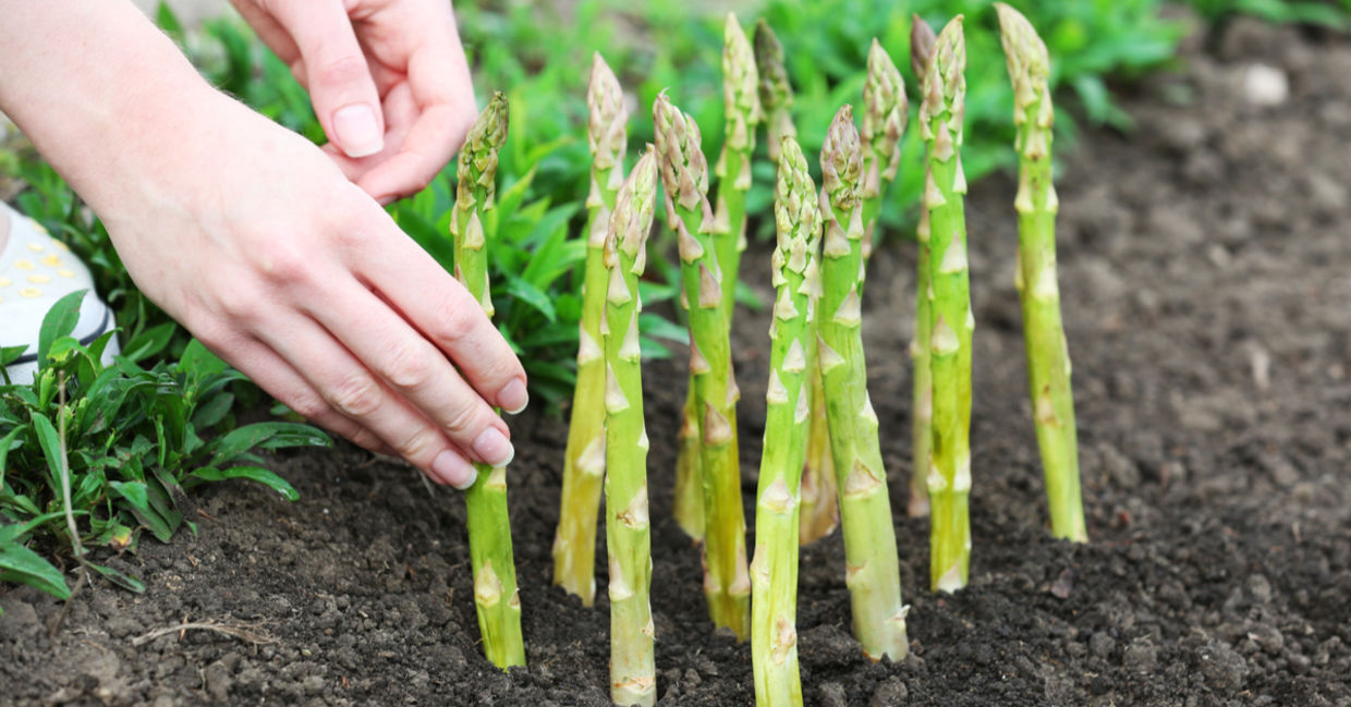 Planting asparagus crowns in rich soil. Planting asparagus crowns in rich soil.
