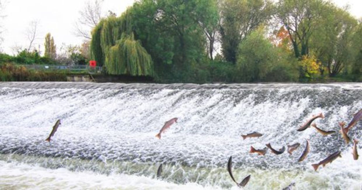 Atlantic salmon jump as they swim upriver to spawn. Atlantic salmon jump as they swim upriver to spawn.