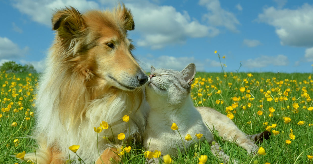 A cat and dog enjoy being in nature while lying in a field of buttercups. A cat and dog enjoy being in nature while lying in a field of buttercups.