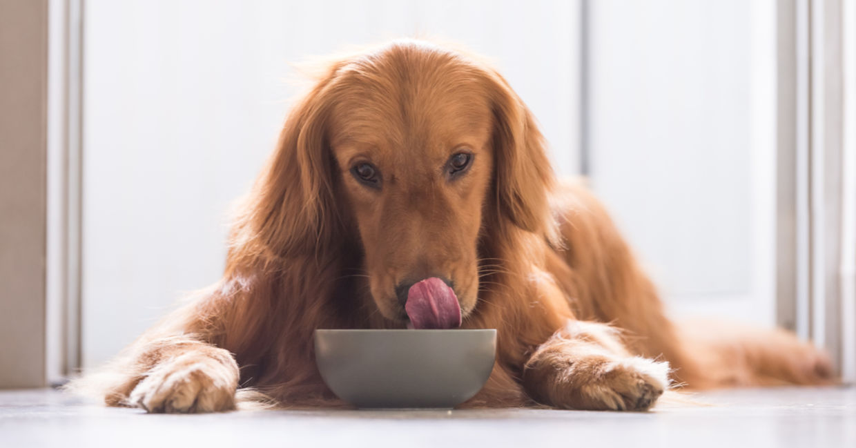 A Golden Retriever lies beside his eco-friendly food bowl. A Golden Retriever lies beside his eco-friendly food bowl.