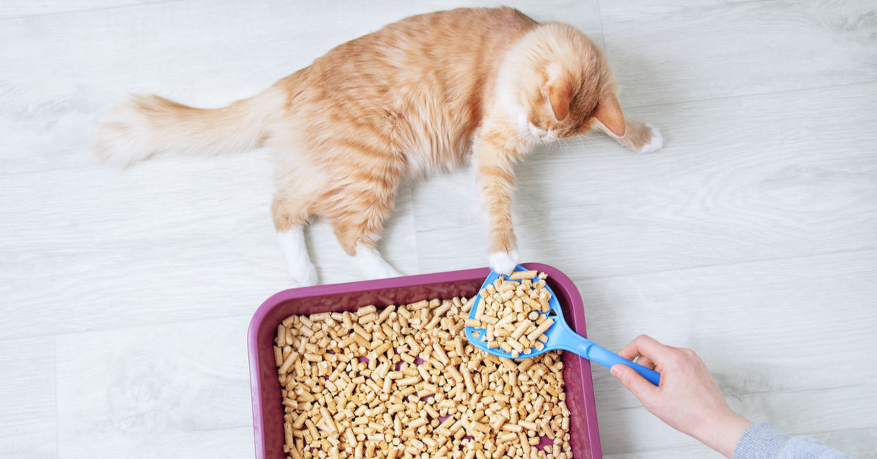 A cat lies beside a litter box filled with environmentally-friendly wood shavings. A cat lies beside a litter box filled with environmentally-friendly wood shavings.