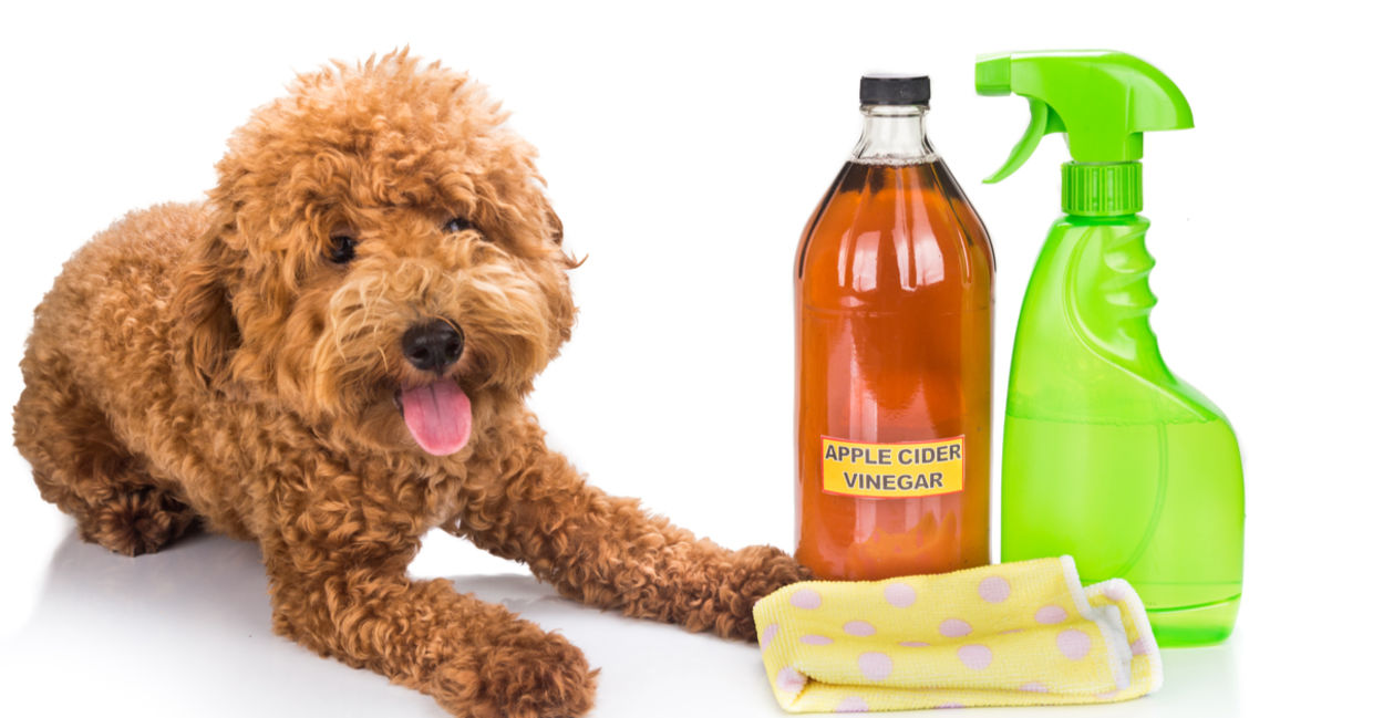 A dog lies beside natural cleaning products. A dog lies beside natural cleaning products.
