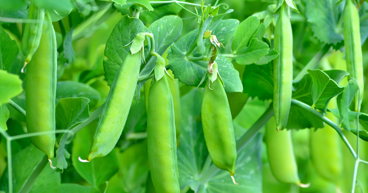 Green peas in the garden ready for picking. Green peas in the garden ready for picking.