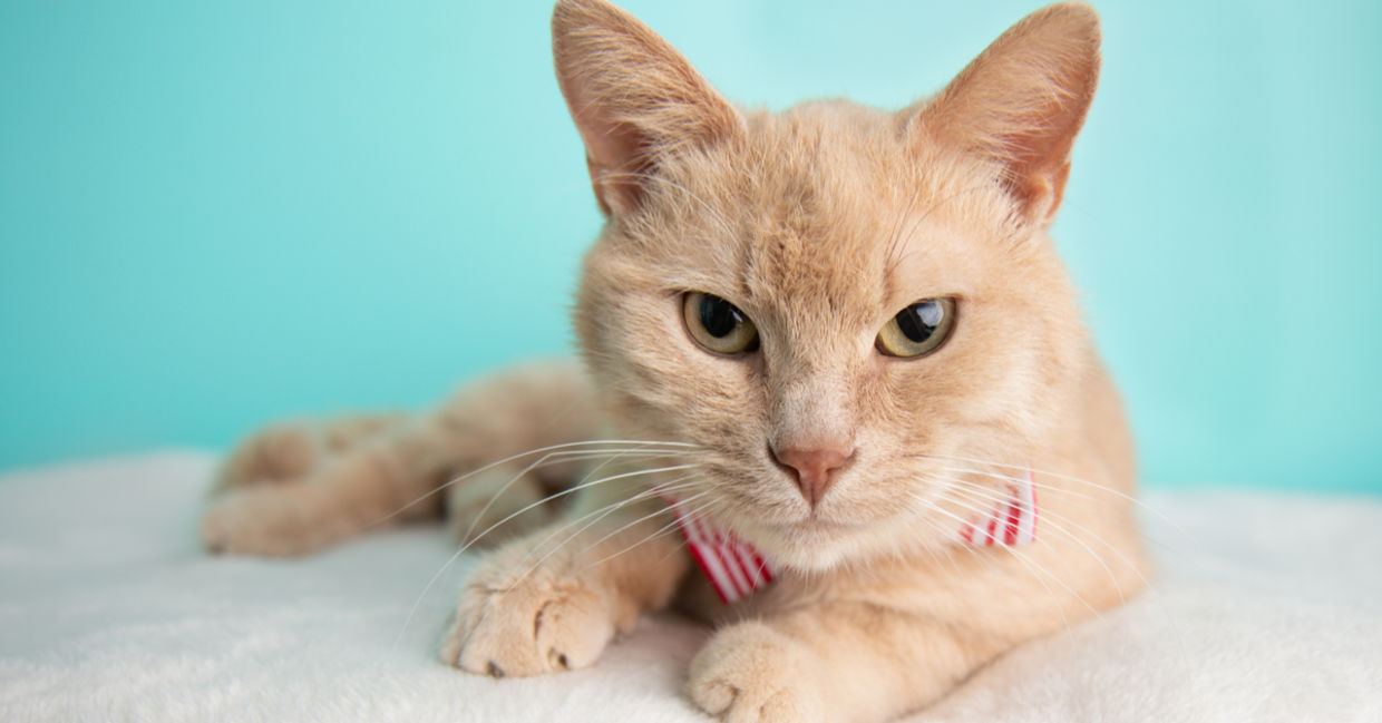 Cute, beige short haired young adult rescue cat. Cute, beige short haired young adult rescue cat.