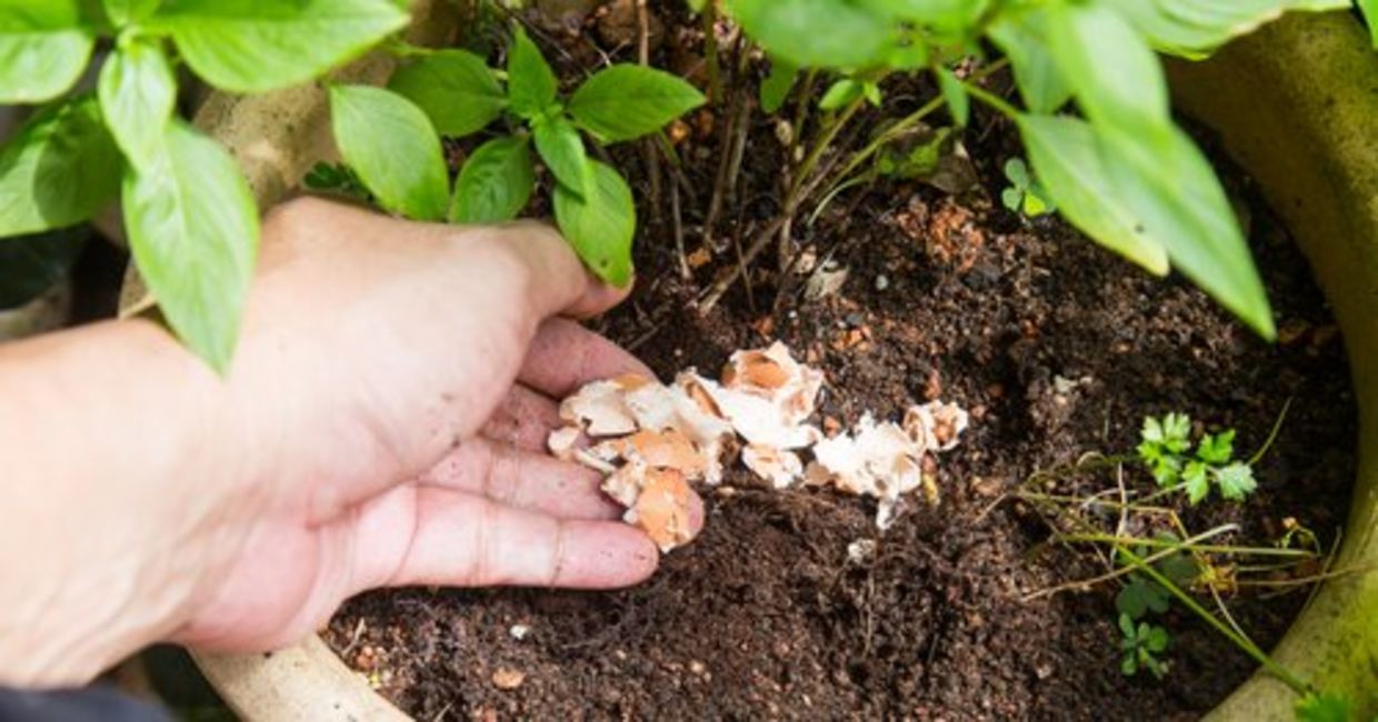 Placing crushed egg shells on plant soil as a natural fertilizer. Placing crushed egg shells on plant soil as a natural fertilizer.