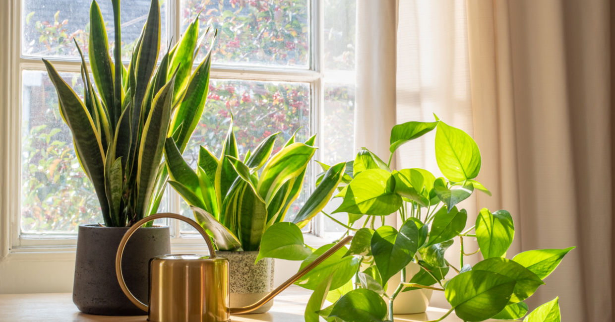 Houseplants on a sunny window sill. Houseplants on a sunny window sill.