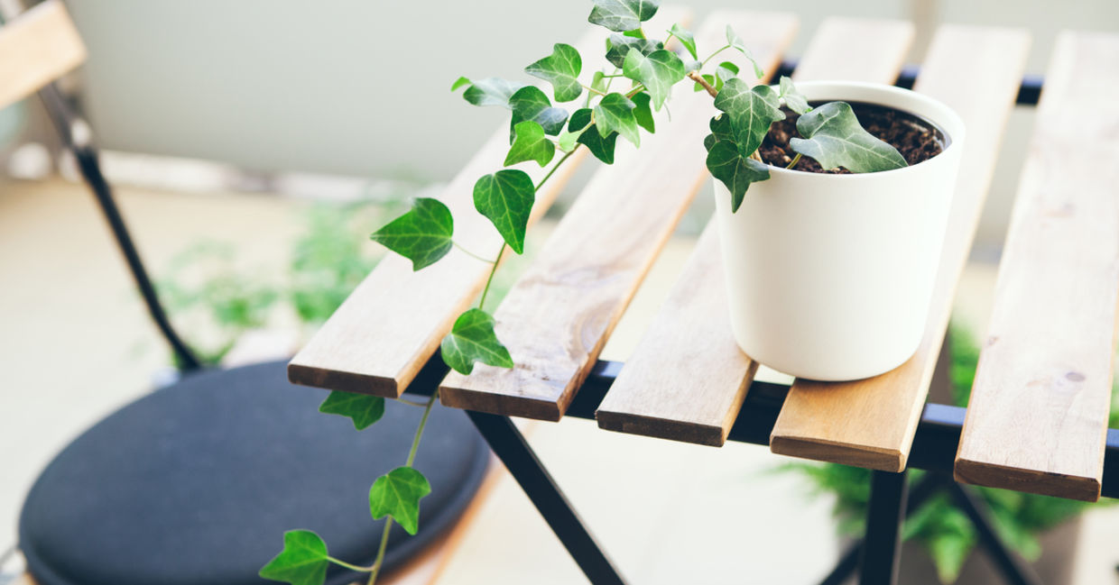 Ivy is a good beginner houseplant. Ivy is a good beginner houseplant.