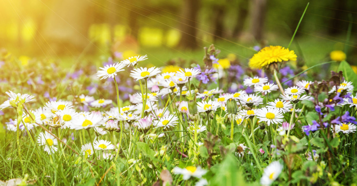 Growing daisies and dandelions looks like a meadow and attracts pollinators. Growing daisies and dandelions looks like a meadow and attracts pollinators.
