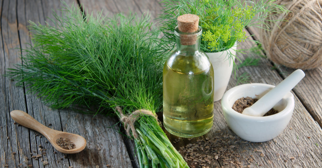 dill is a natural healing herb. dill is a natural healing herb.