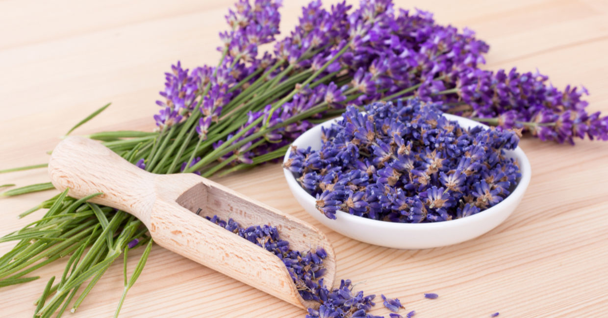 Lavender is known to soothe and heal. Lavender is known to soothe and heal.