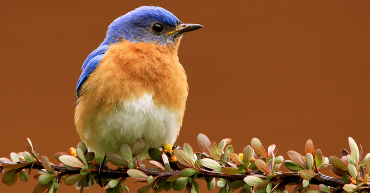 The eastern bluebird in New York, USA. The eastern bluebird in New York, USA.
