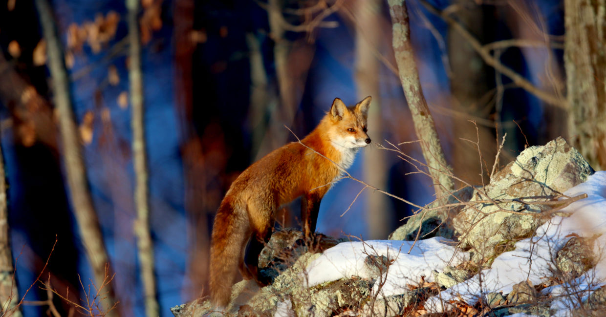 Red fox in northern Westchester County, New York. Red fox in northern Westchester County, New York.