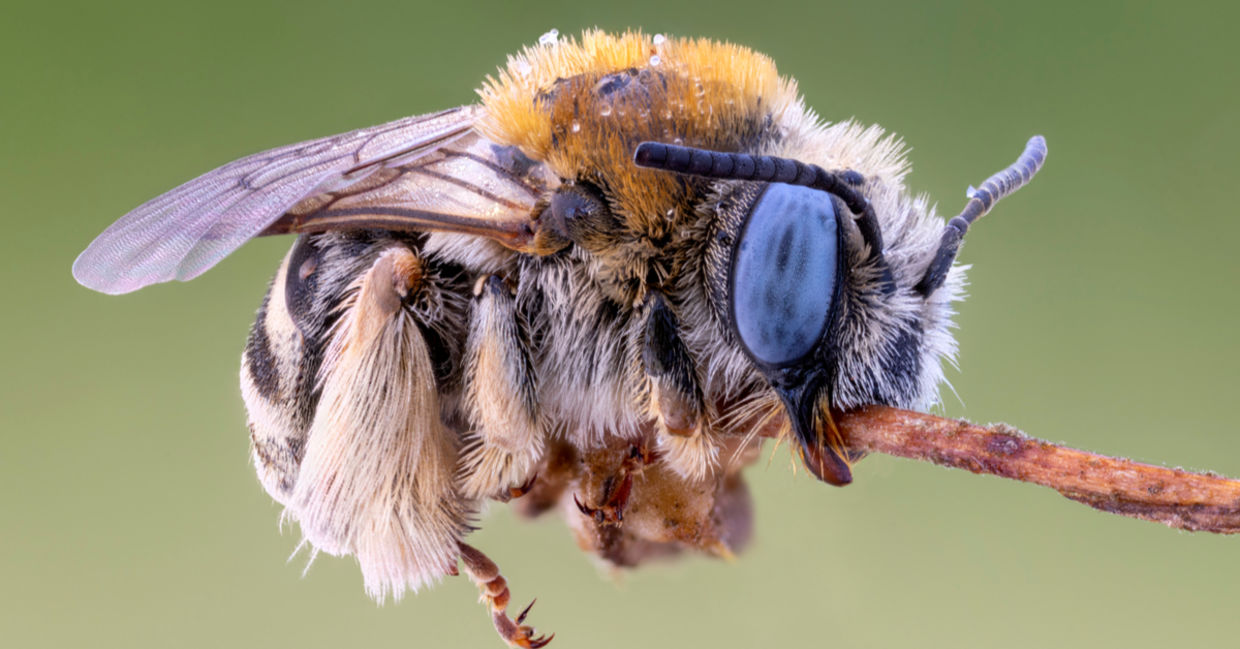 Blue eyed Digger bee. Blue eyed Digger bee.