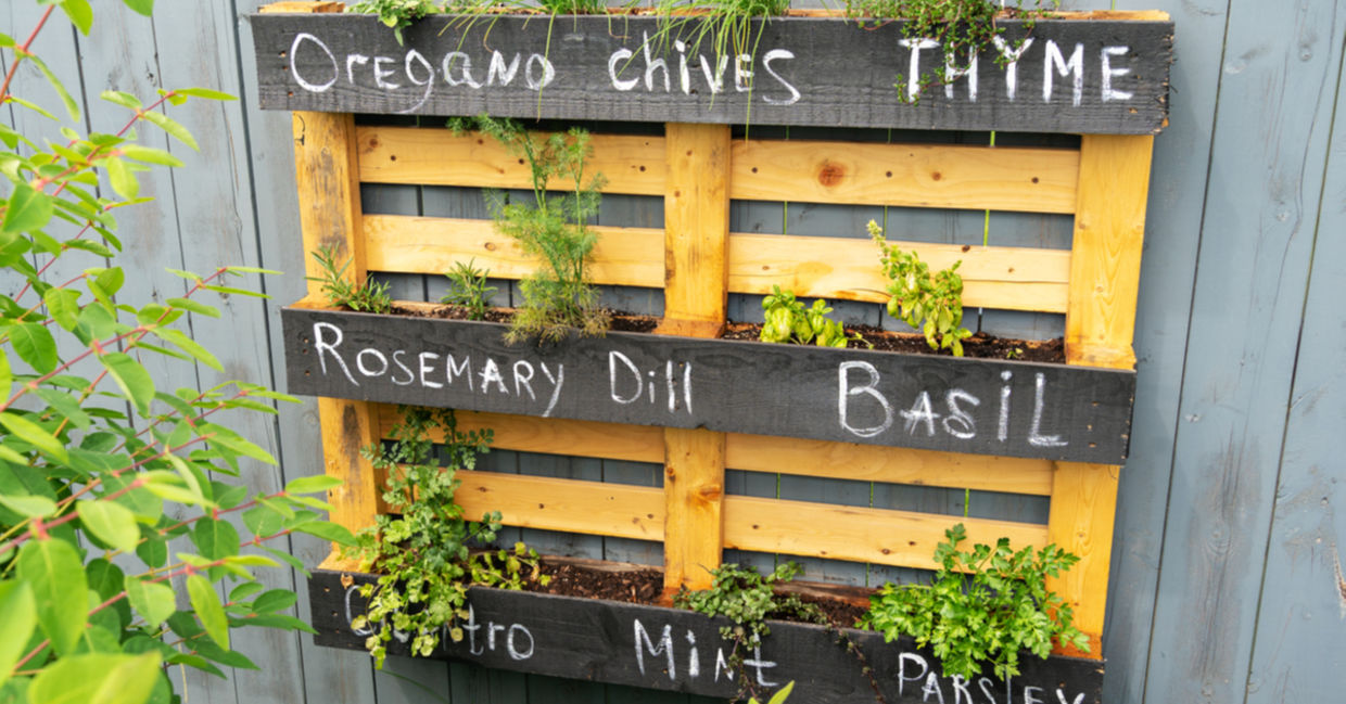 Using upcycled pallets to create an herb garden. Using upcycled pallets to create an herb garden.
