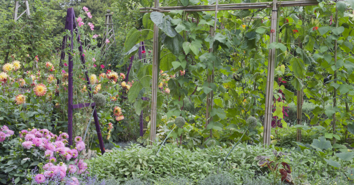 Growing beans and sweet peas up a trellis. Growing beans and sweet peas up a trellis.