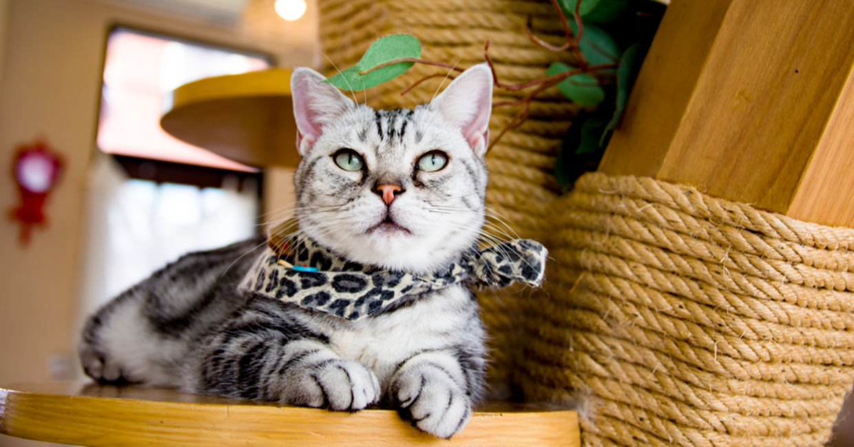 A cat cafe. A cat cafe.