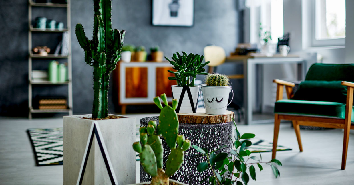 Contemporary room with cacti decorations. Contemporary room with cacti decorations.