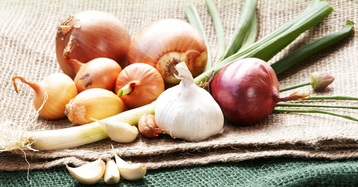 Onions and garlic are prebiotics Onions and garlic are prebiotics