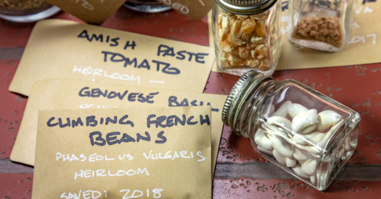 Saving seeds is the thrifty way to garden. Saving seeds is the thrifty way to garden.