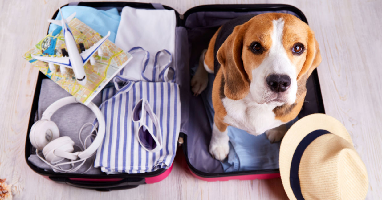 Don't leave pets behind when you go on vacation. Don't leave pets behind when you go on vacation.