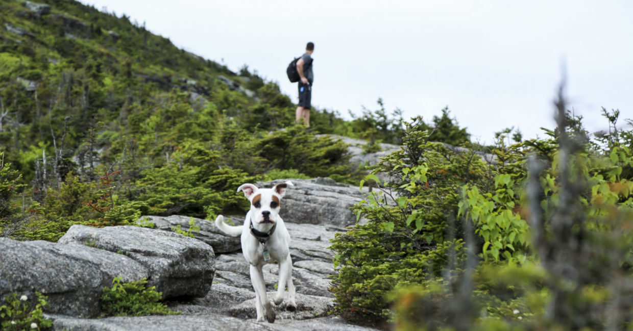 Hiking Whiteface Mountain with your dog. Hiking Whiteface Mountain with your dog.