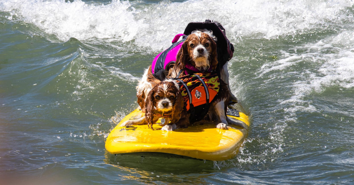 Dog surfing competition in San Diego. Dog surfing competition in San Diego.