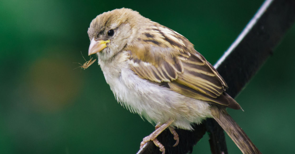 A sparrow eats a mosquito for dinner. A sparrow eats a mosquito for dinner.