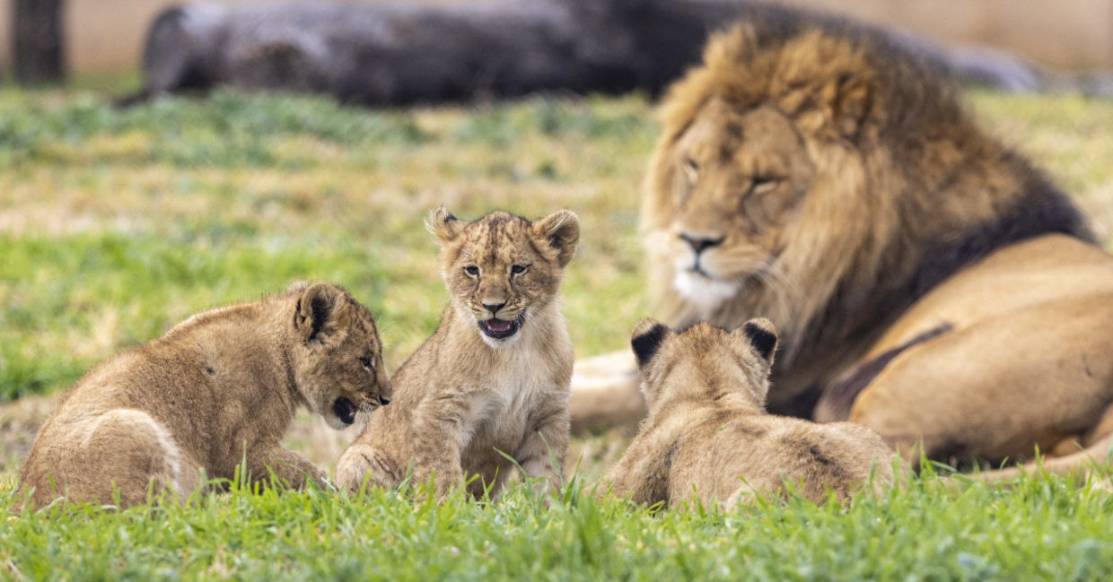 Baby lion cubs at the Taronga Western Plains Zoo. Baby lion cubs at the Taronga Western Plains Zoo.