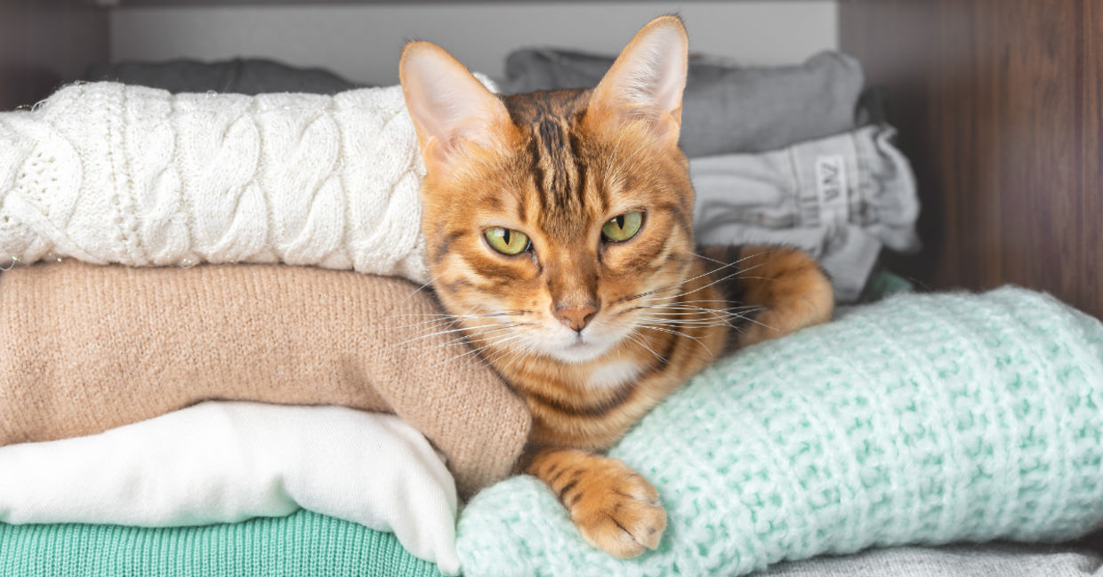Fold your sweaters and store them in your closet. Fold your sweaters and store them in your closet.