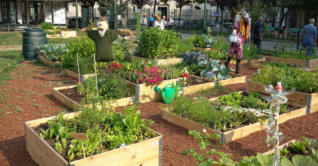 A community garden. A community garden.