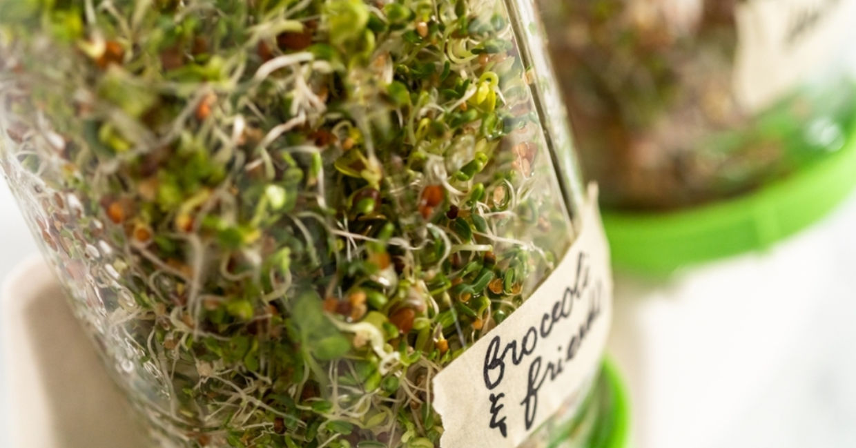 Growing a variety of sprouts in a mason jar. Growing a variety of sprouts in a mason jar.