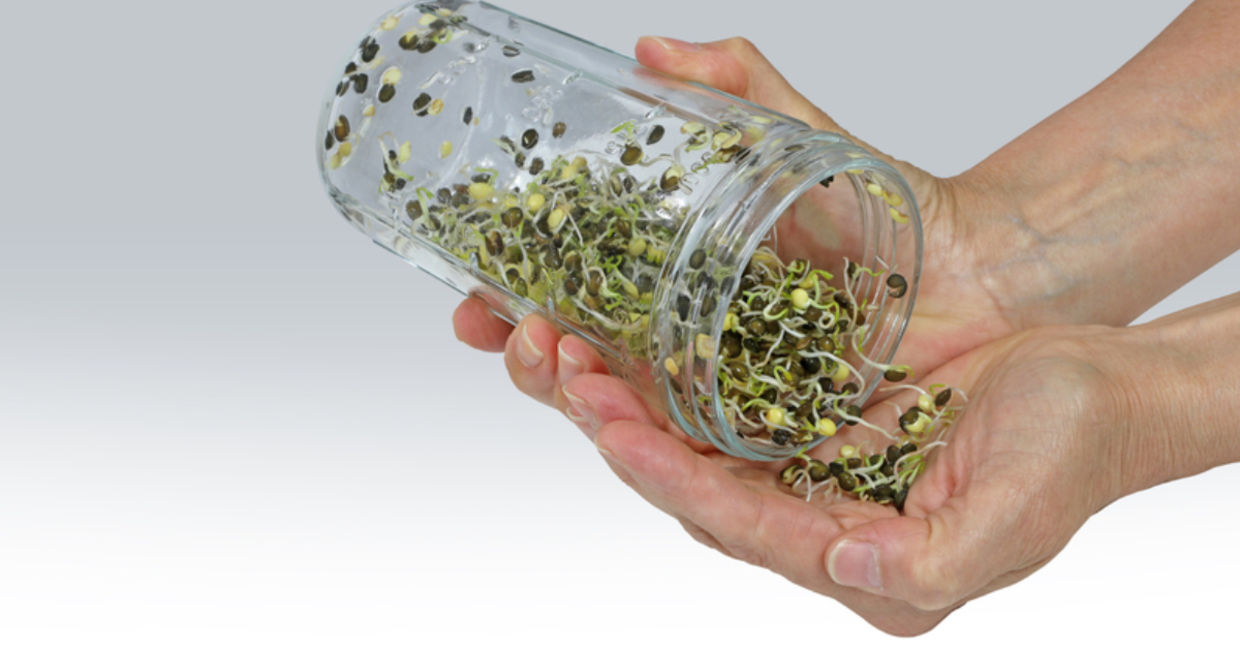 Holding a jar of lentil sprouts. Holding a jar of lentil sprouts.