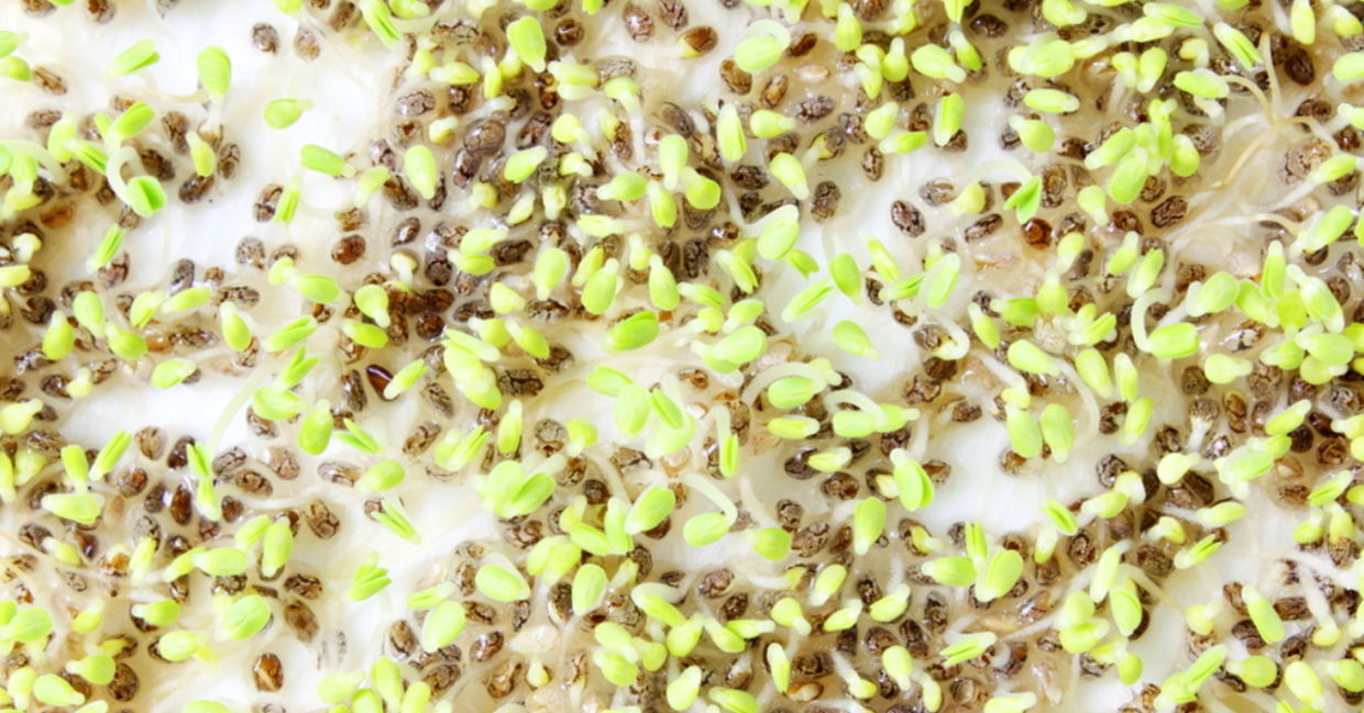 Freshly sprouted chia seeds. Freshly sprouted chia seeds.