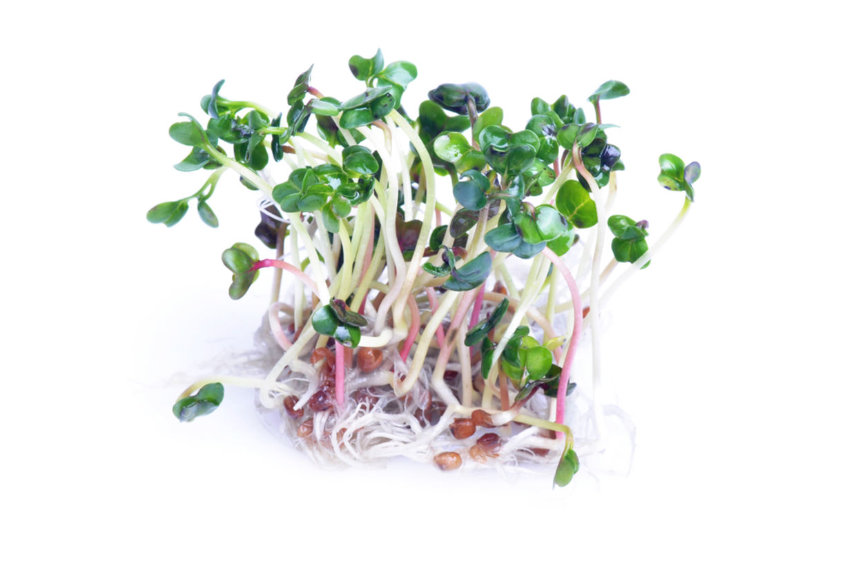 Peppery tasting radish sprouts Peppery tasting radish sprouts