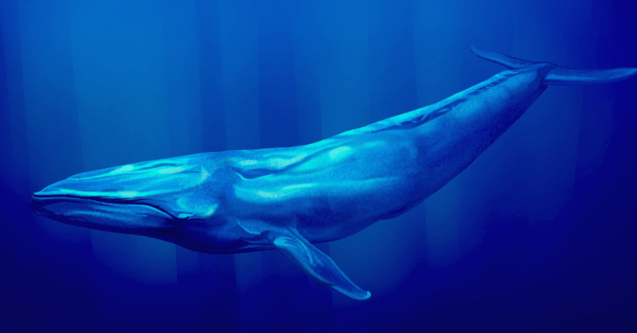 Blue whales are the largest animal. Blue whales are the largest animal.