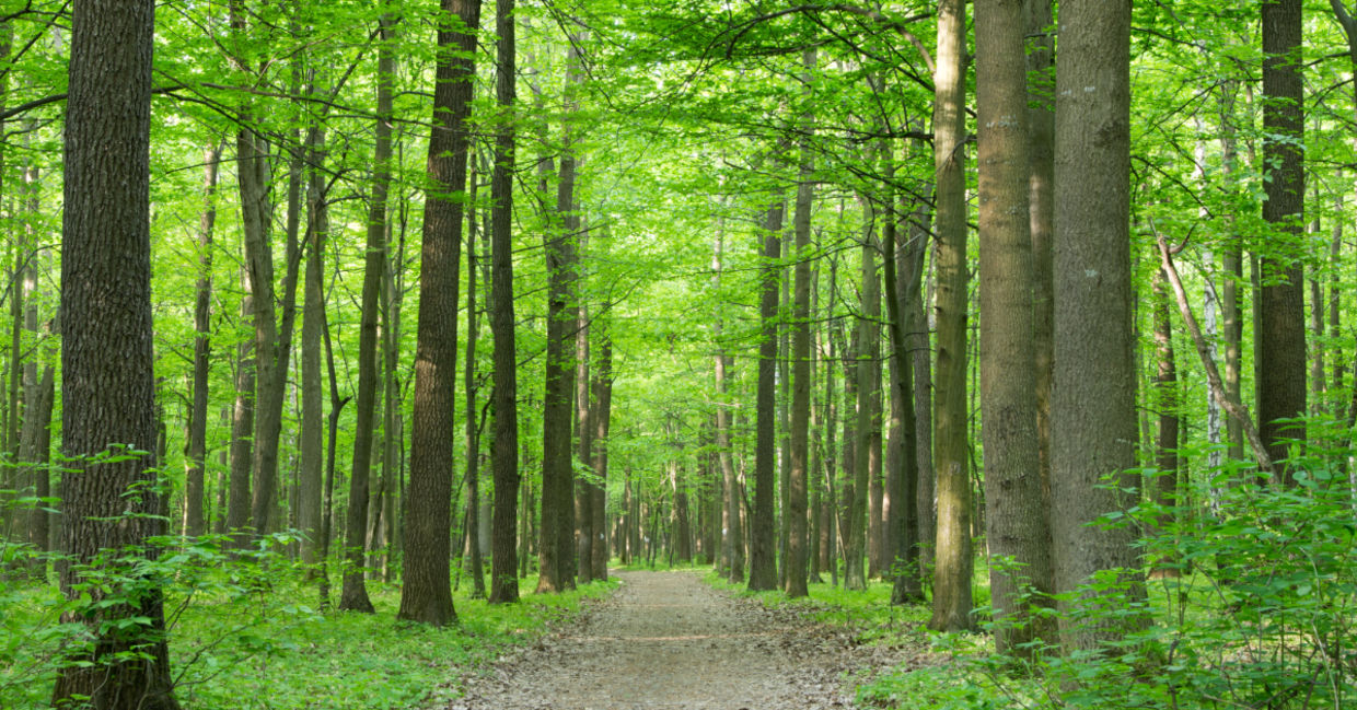 Forest trees. Forest trees.