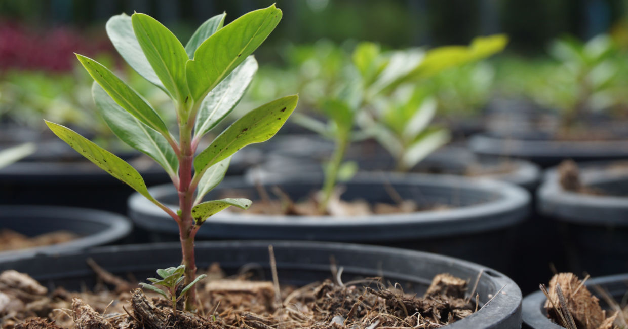 Tree seedlings. Tree seedlings.