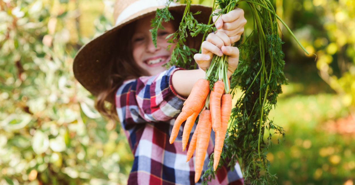 Girl picking carrots in the late fall. Girl picking carrots in the late fall.