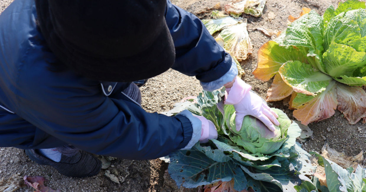 Harvesting cold ball cabbage. Harvesting cold ball cabbage.