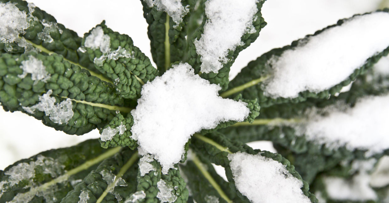 Hardy kale covered with snow. Hardy kale covered with snow.