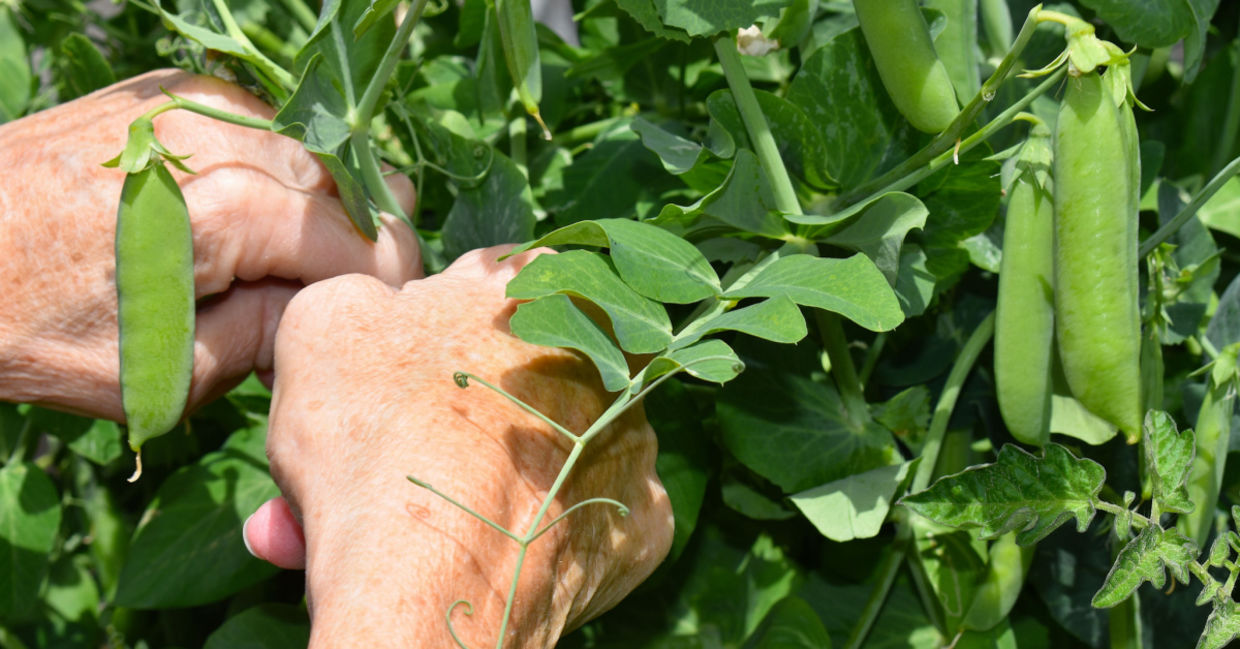 Picking English peas. Picking English peas.