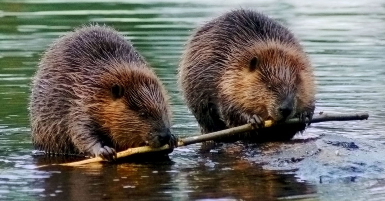 Beaver dams are good for the environment. Beaver dams are good for the environment.