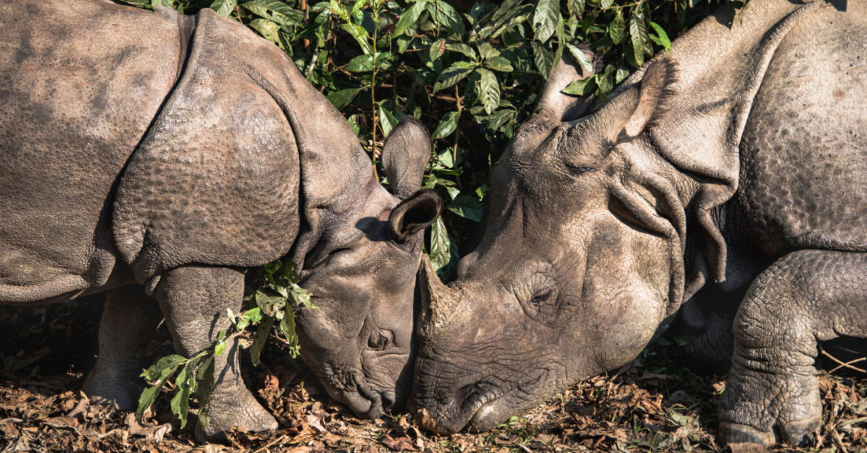 A one-horned rhino baby with its mother. A one-horned rhino baby with its mother.