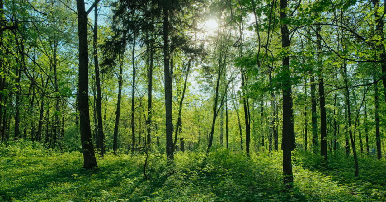 A beautiful forest. A beautiful forest.
