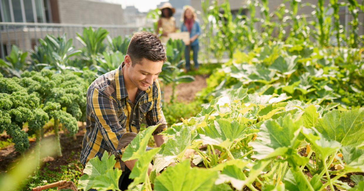 Roof garden. Roof garden.