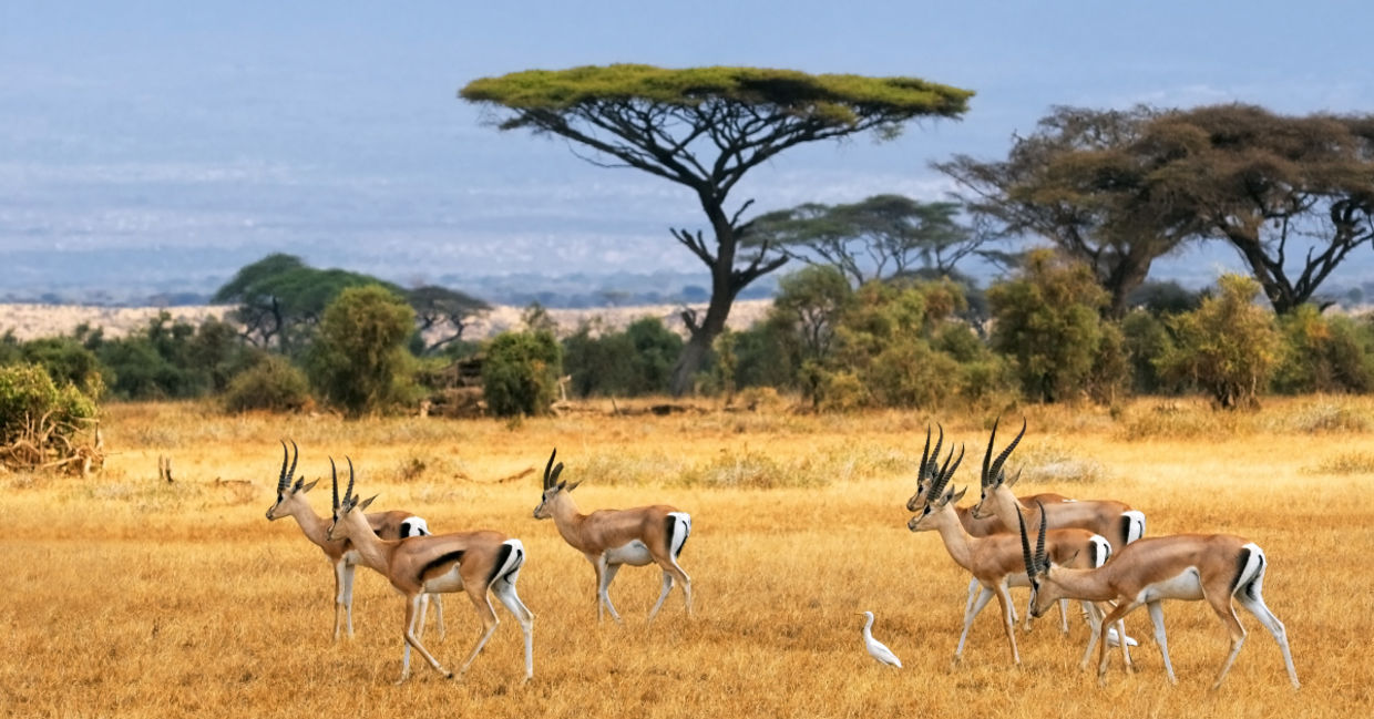 Gazelles in Kenya. Gazelles in Kenya.