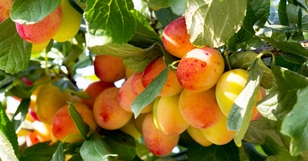 Plum tree. Plum tree.
