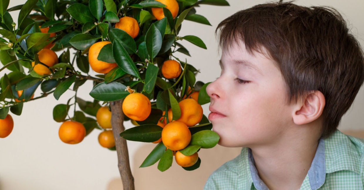 Indoor orange tree. Indoor orange tree.